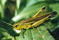 Stethophyma grossum