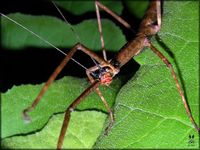 Lopaphus perakensis