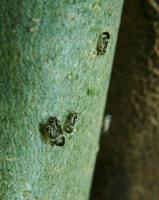 Psyllopsis fraxini