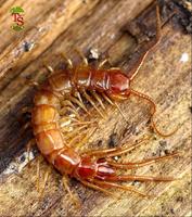 Lithobius forficatus