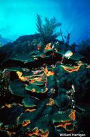 Montastraea annularis - Common Star coral