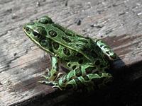 Image of: Rana pipiens (northern leopard frog)