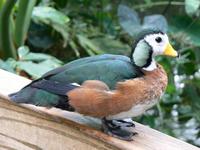 Nettapus auritus - African Pygmy-goose