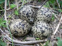 Vanellus vanellus - Lapwing