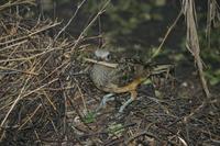 Chlamydera cerviniventris - Fawn-breasted Bowerbird