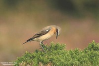 Oenanthe oenanthe - Wheatear