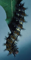 Image of: Hemileuca lucina