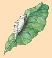 Image of: Pieris rapae (imported cabbageworm)