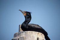 Phalacrocorax auritus - Double-crested Cormorant