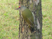 Picus canus - Grey-headed Woodpecker