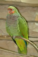 Amazona vinacea - Vinaceous Parrot
