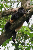 Alouatta palliata - Mantled Howler Monkey