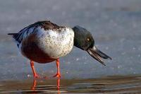 Image of: Anas clypeata (northern shoveler)