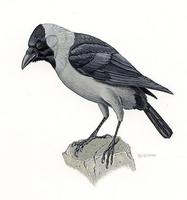 Image of: Corvus splendens (house crow)