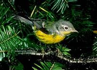 Image of: Dendroica magnolia (magnolia warbler)