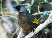 Image of: Garrulax erythrocephalus (chestnut-crowned laughingthrush)