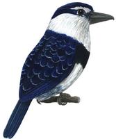 Image of: Notharchus macrorhynchos (white-necked puffbird)