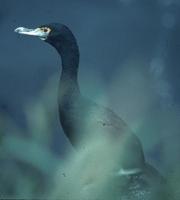 Image of: Phalacrocorax urile (red-faced shag)