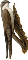 Image of: Ptyonoprogne rupestris (Eurasian crag martin)