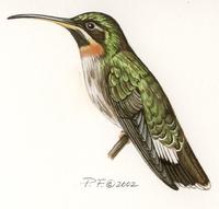 Image of: threnetes ruckeri (band-tailed barbthroat)