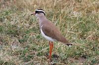 Image of: Vanellus coronatus (crowned plover)