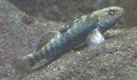 Image of: Etheostoma caeruleum (rainbow darter)