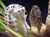 Image of: Hippocampus abdominalis (large seahorse)