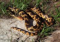 Image of: Elaphe vulpina (fox snake)