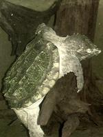 Image of: Macrochelys temminckii (alligator snapping turtle)