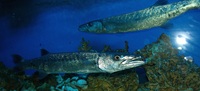 Sphyraena barracuda - Great barracuda