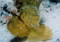 Taenianotus triacanthus