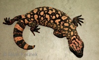 Heloderma suspectum suspectum - Reticulate Gila Monster