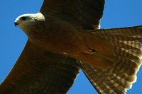 Black Kite