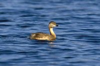 Hoary-headed Grebe - Poliocephalus poliocephalus