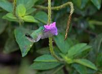 Violet-headed Hummingbird (Klais guimeti) photo