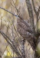 Madagascar Cuckoo-Hawk (Aviceda madagascariensis) photo