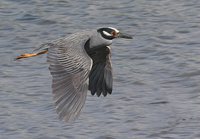 Yellow-crowned Night-Heron - Nyctanassa violacea