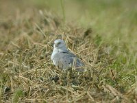 Pallid Harrier - Circus macrourus