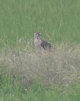 Northern Goshawk - Accipiter gentilis