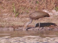 Limpkin - Aramus guarauna
