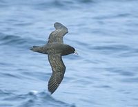 White-chinned Petrel (Procellaria aequinoctialis) photo