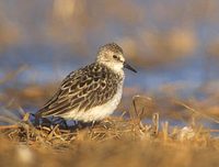 Semipalmated Sandpiper (Calidris pusilla) photo