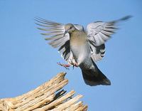 White-winged Dove (Zenaida asiatica) photo