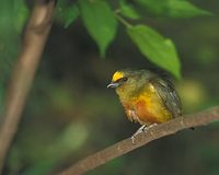 Olive-backed Euphonia (Euphonia gouldi) photo