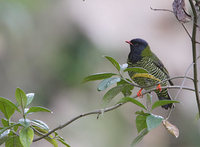 Barred Fruiteater (Pipreola arcuata) photo