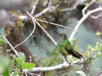 Sword-billed Hummingbird - Ensifera ensifera