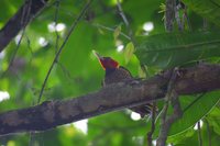 Pale-billed Woodpecker - Campephilus guatemalensis