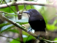 White-shouldered Antbird - Myrmeciza melanoceps