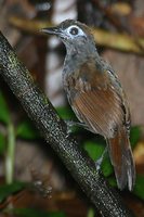 Sooty Antbird - Myrmeciza fortis