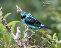 Spangled Cotinga - Cotinga cayana